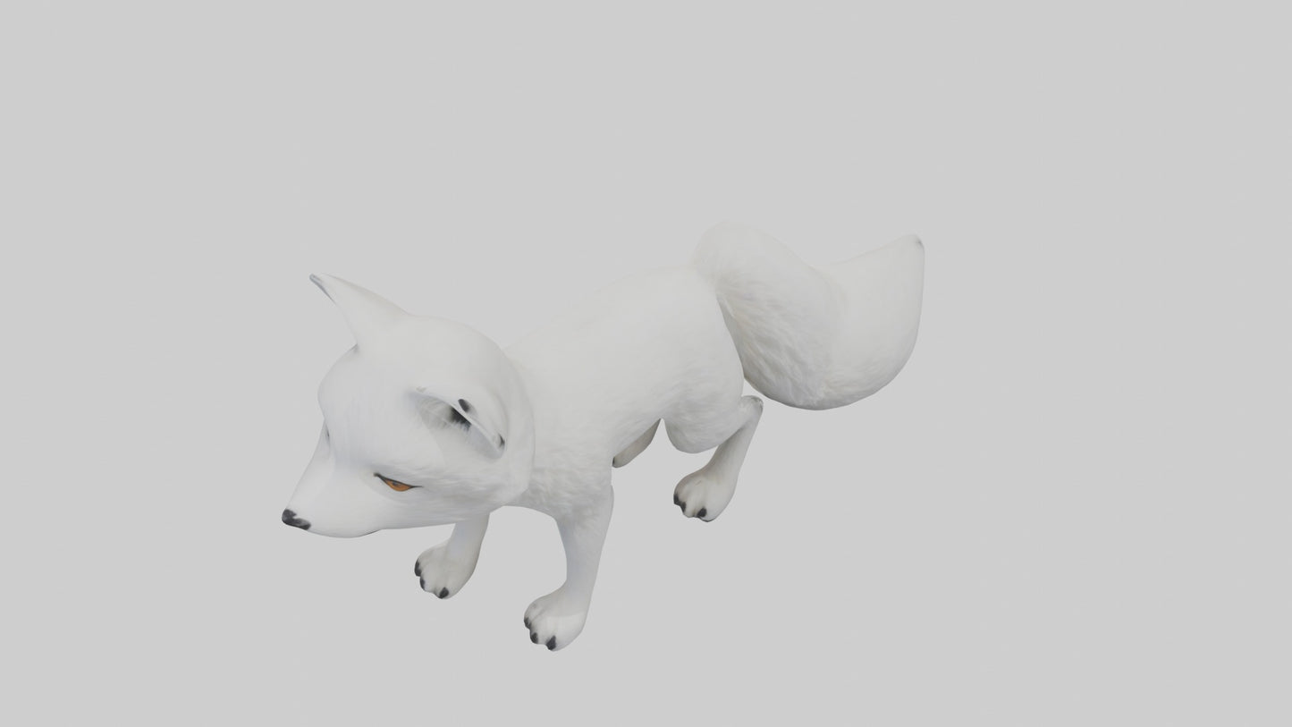 3D model Arctic Fox Model 1 VR / AR / low-poly