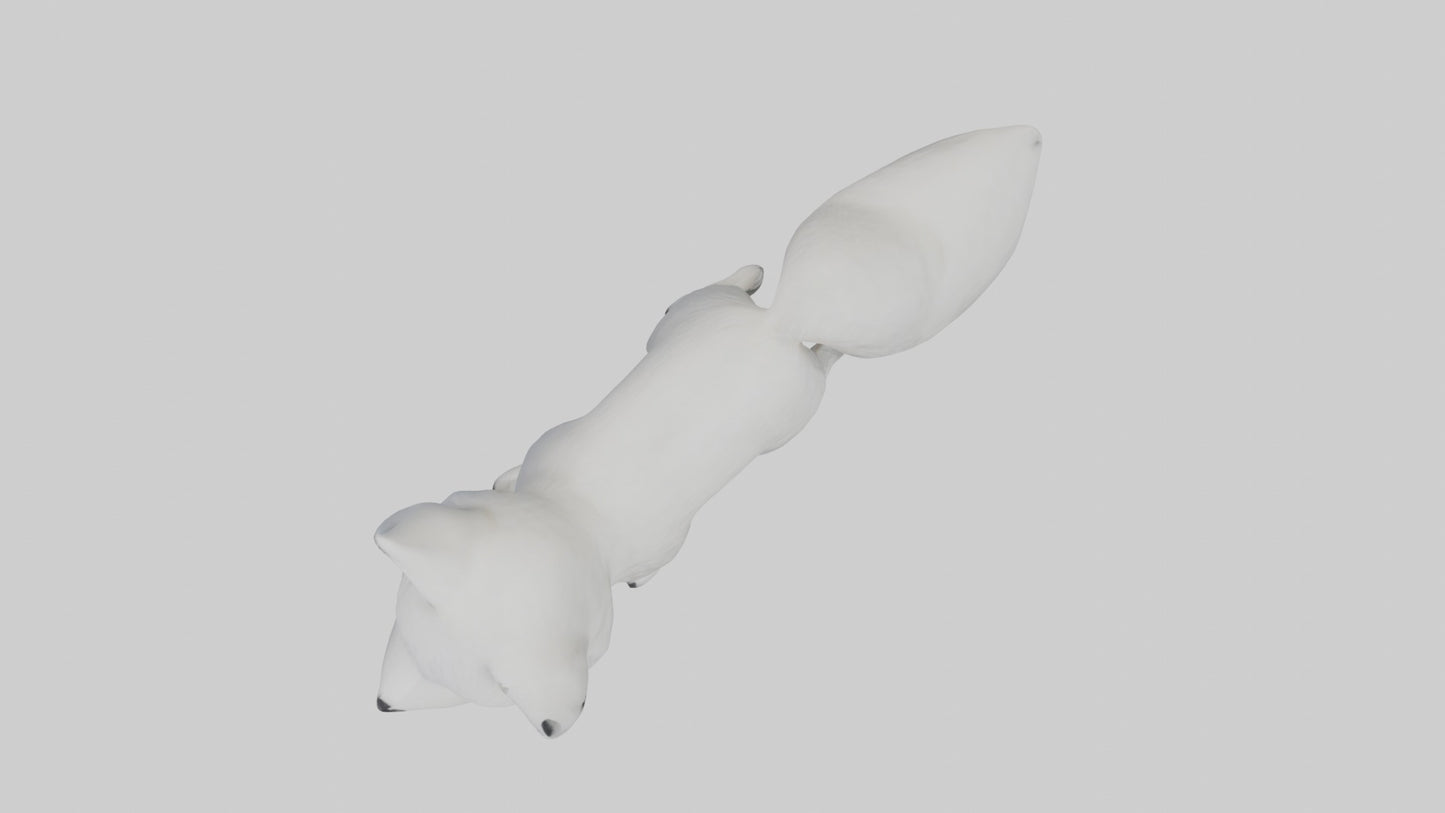 3D model Arctic Fox Model 1 VR / AR / low-poly