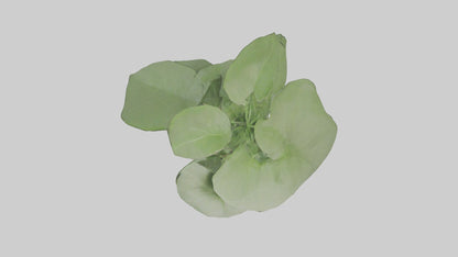 3D model Arrowhead Plant Model VR / AR / low-poly