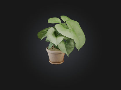 3D model Arrowhead Plant Model VR / AR / low-poly