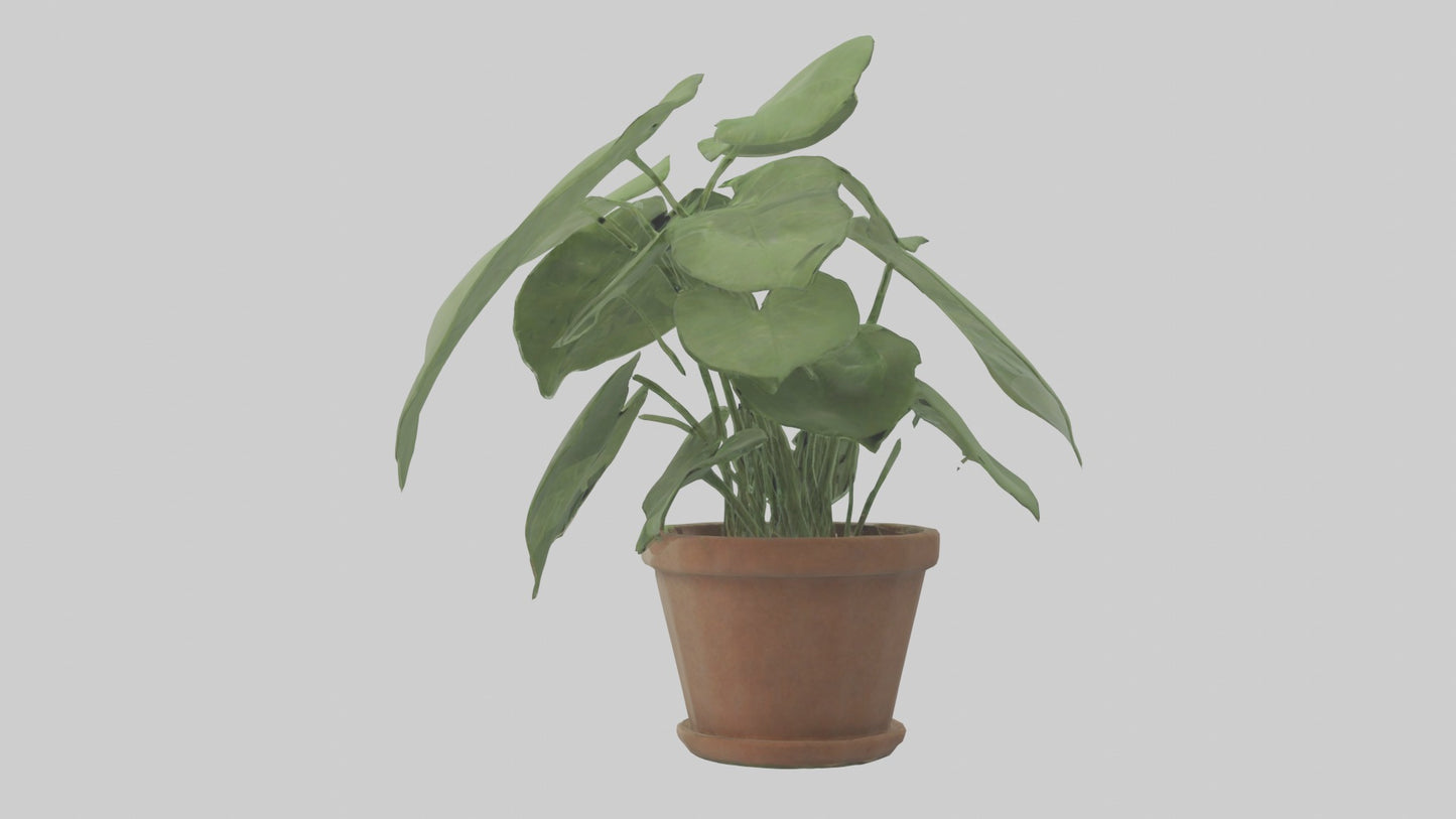3D model Arrowhead Plant Model VR / AR / low-poly