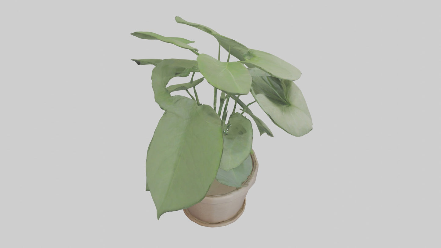 3D model Arrowhead Plant Model VR / AR / low-poly