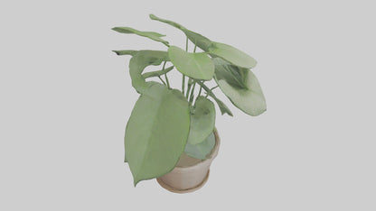 3D model Arrowhead Plant Model VR / AR / low-poly