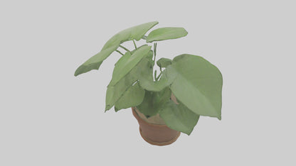 3D model Arrowhead Plant Model VR / AR / low-poly