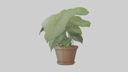 3D model Arrowhead Plant Model VR / AR / low-poly