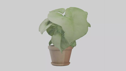 3D model Arrowhead Plant Model VR / AR / low-poly