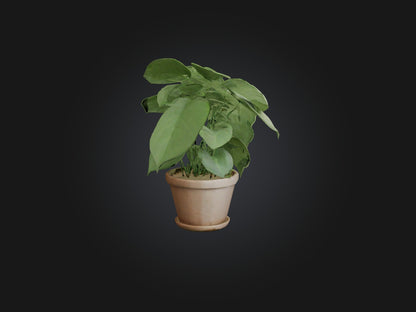 3D model Arrowhead Plant Model VR / AR / low-poly