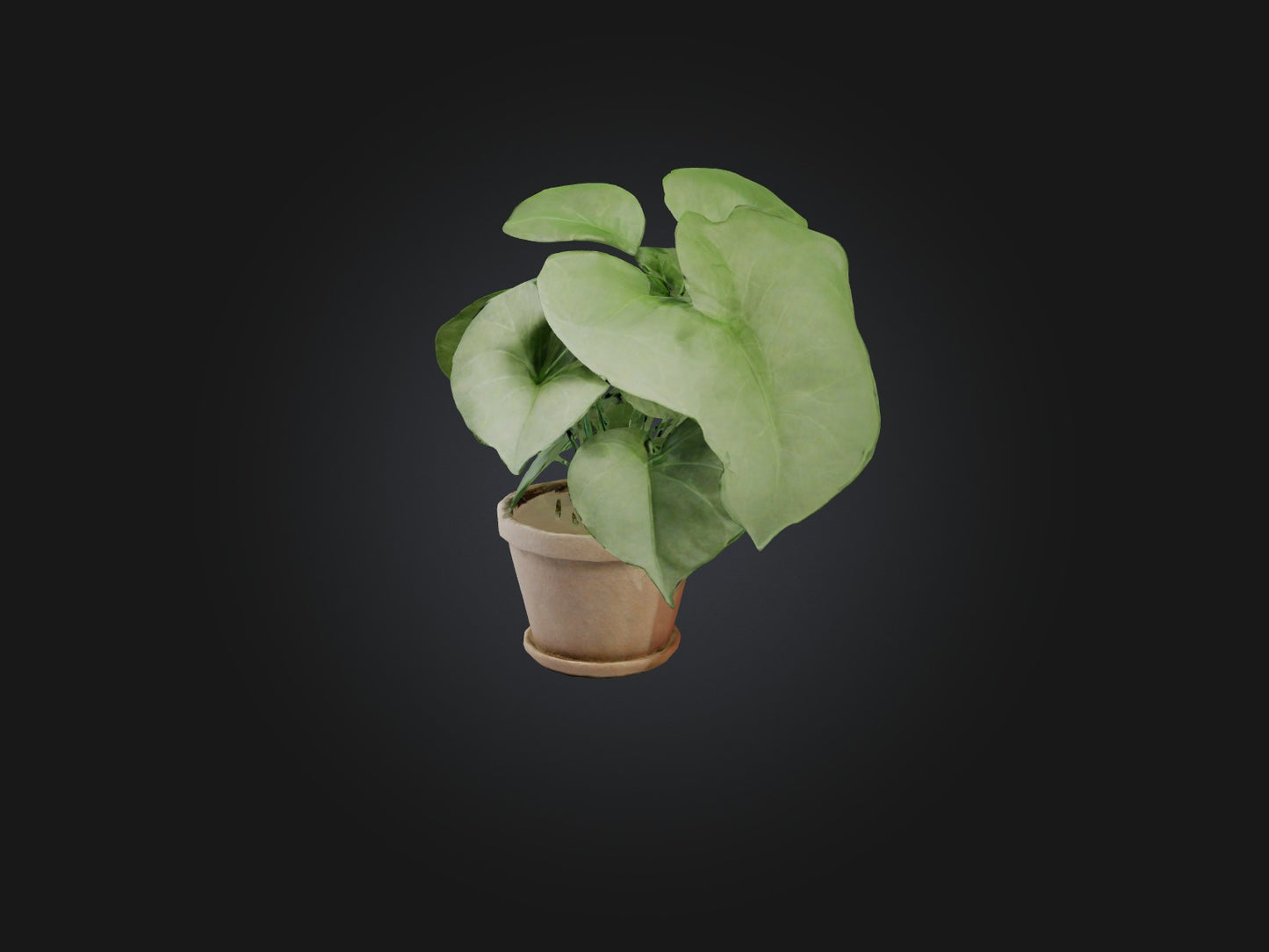 3D model Arrowhead Plant Model VR / AR / low-poly