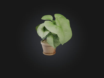 3D model Arrowhead Plant Model VR / AR / low-poly
