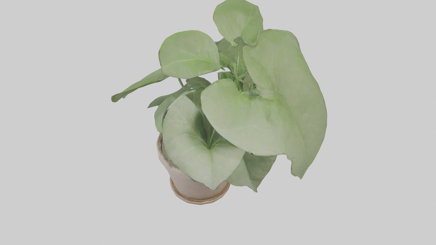 3D model Arrowhead Plant Model VR / AR / low-poly