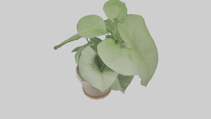 3D model Arrowhead Plant Model VR / AR / low-poly