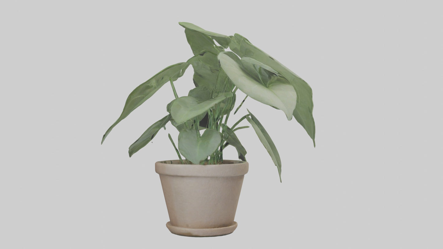 3D model Arrowhead Plant Model VR / AR / low-poly