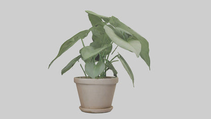 3D model Arrowhead Plant Model VR / AR / low-poly