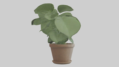 3D model Arrowhead Plant Model VR / AR / low-poly