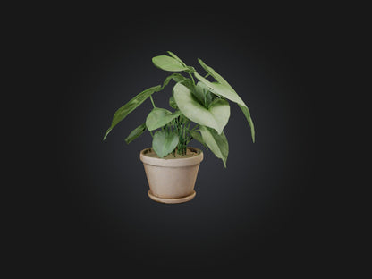 3D model Arrowhead Plant Model VR / AR / low-poly
