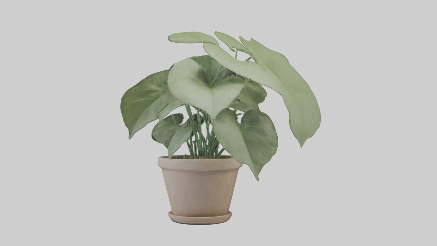 3D model Arrowhead Plant Model VR / AR / low-poly