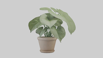 3D model Arrowhead Plant Model VR / AR / low-poly
