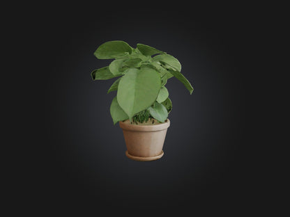 3D model Arrowhead Plant Model VR / AR / low-poly