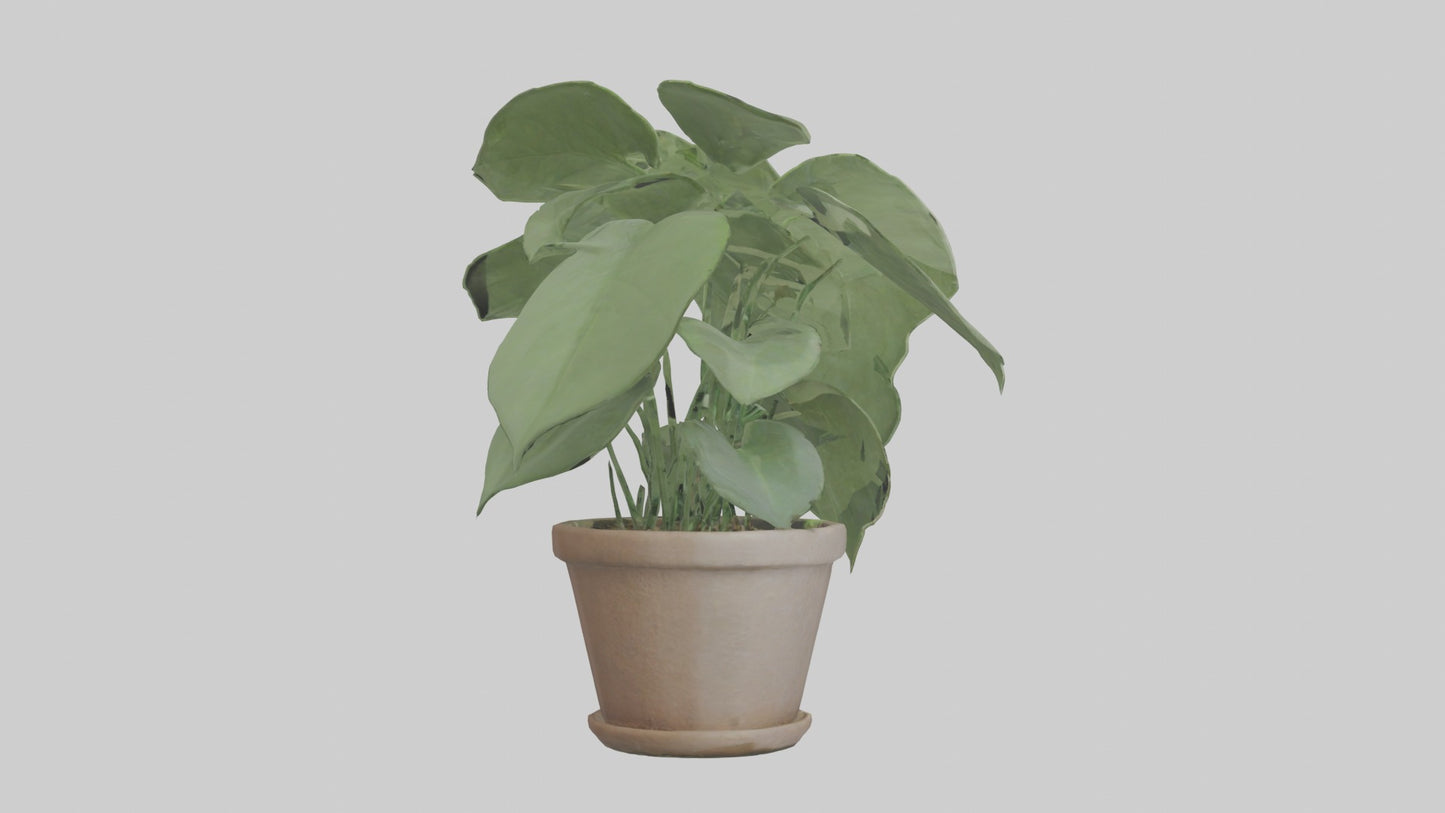 3D model Arrowhead Plant Model VR / AR / low-poly