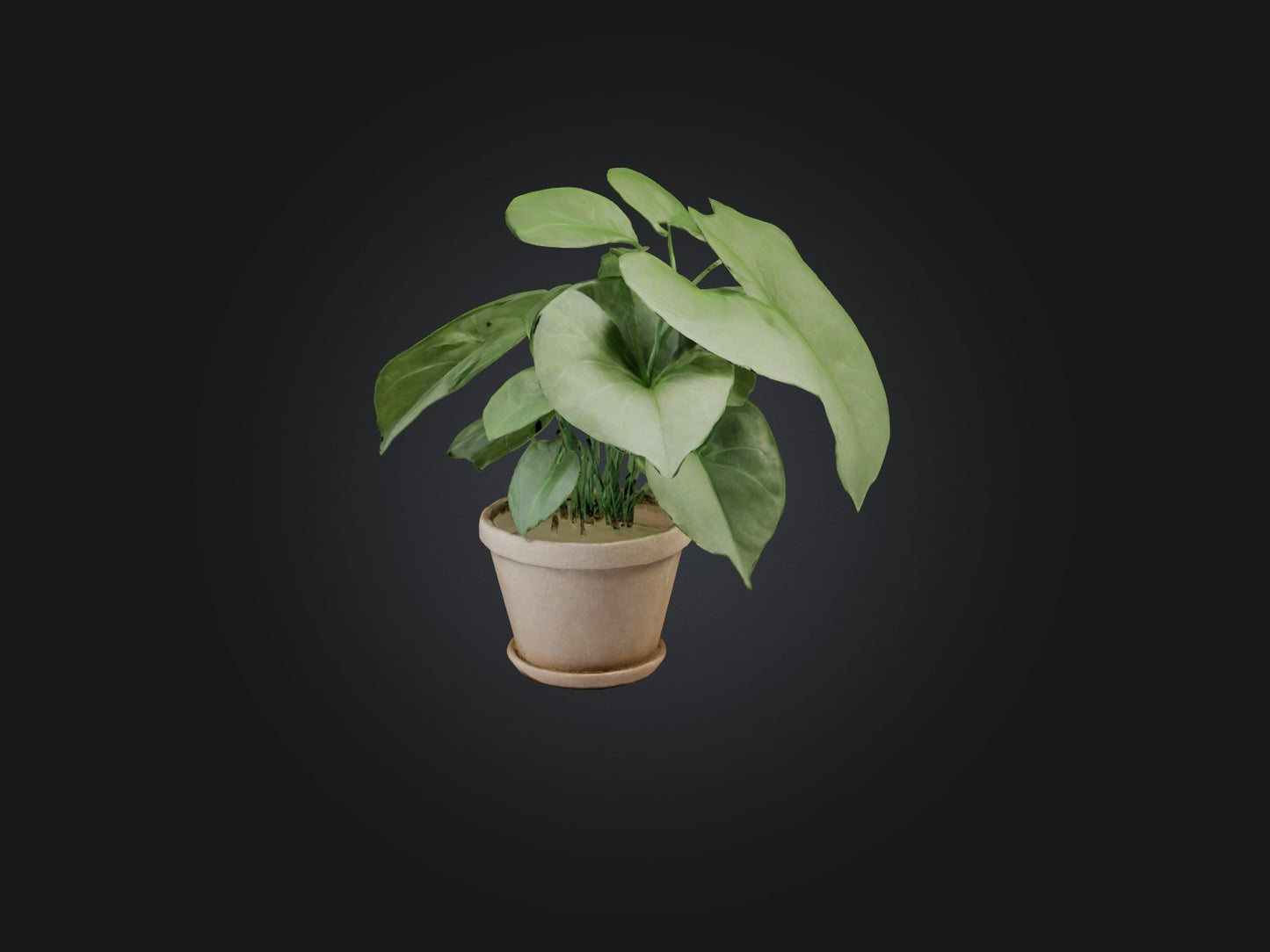 3D model Arrowhead Plant Model VR / AR / low-poly