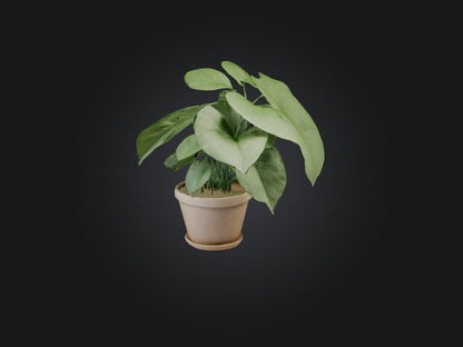 3D model Arrowhead Plant Model VR / AR / low-poly