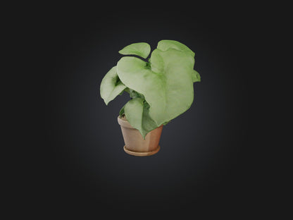 3D model Arrowhead Plant Model VR / AR / low-poly
