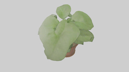 3D model Arrowhead Plant Model VR / AR / low-poly