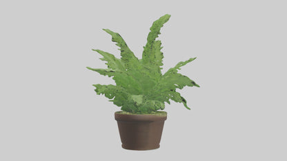 3D model Asparagus Fern Model VR / AR / low-poly