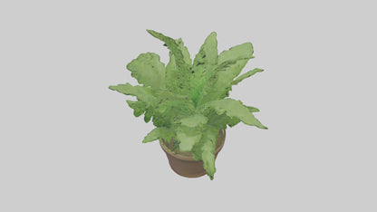 3D model Asparagus Fern Model VR / AR / low-poly