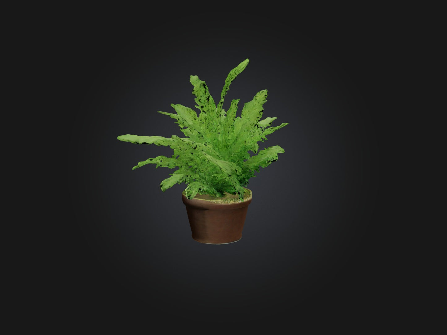 3D model Asparagus Fern Model VR / AR / low-poly