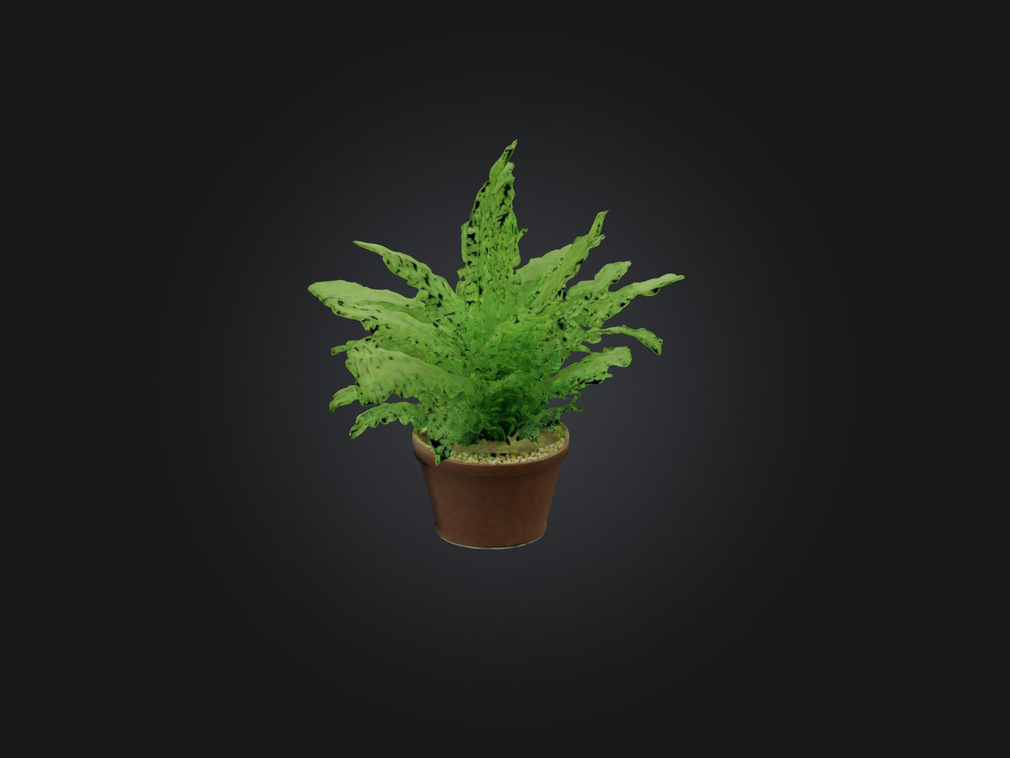 3D model Asparagus Fern Model VR / AR / low-poly