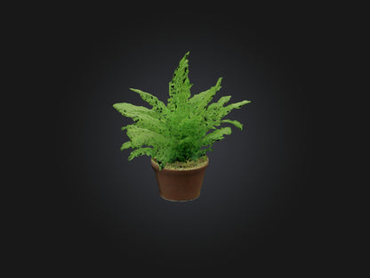 3D model Asparagus Fern Model VR / AR / low-poly