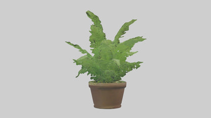 3D model Asparagus Fern Model VR / AR / low-poly