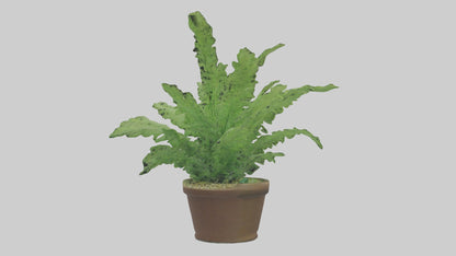 3D model Asparagus Fern Model VR / AR / low-poly