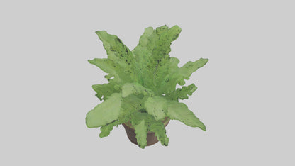 3D model Asparagus Fern Model VR / AR / low-poly