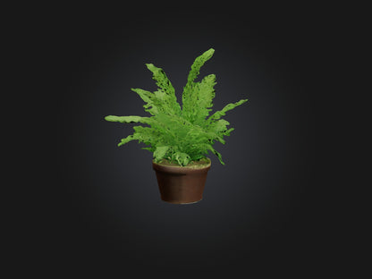 3D model Asparagus Fern Model VR / AR / low-poly