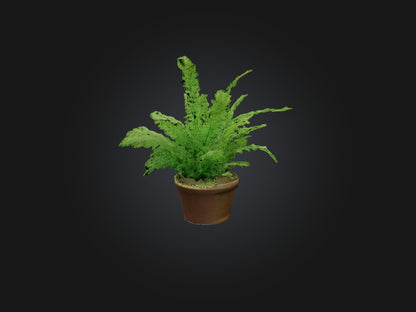 3D model Asparagus Fern Model VR / AR / low-poly
