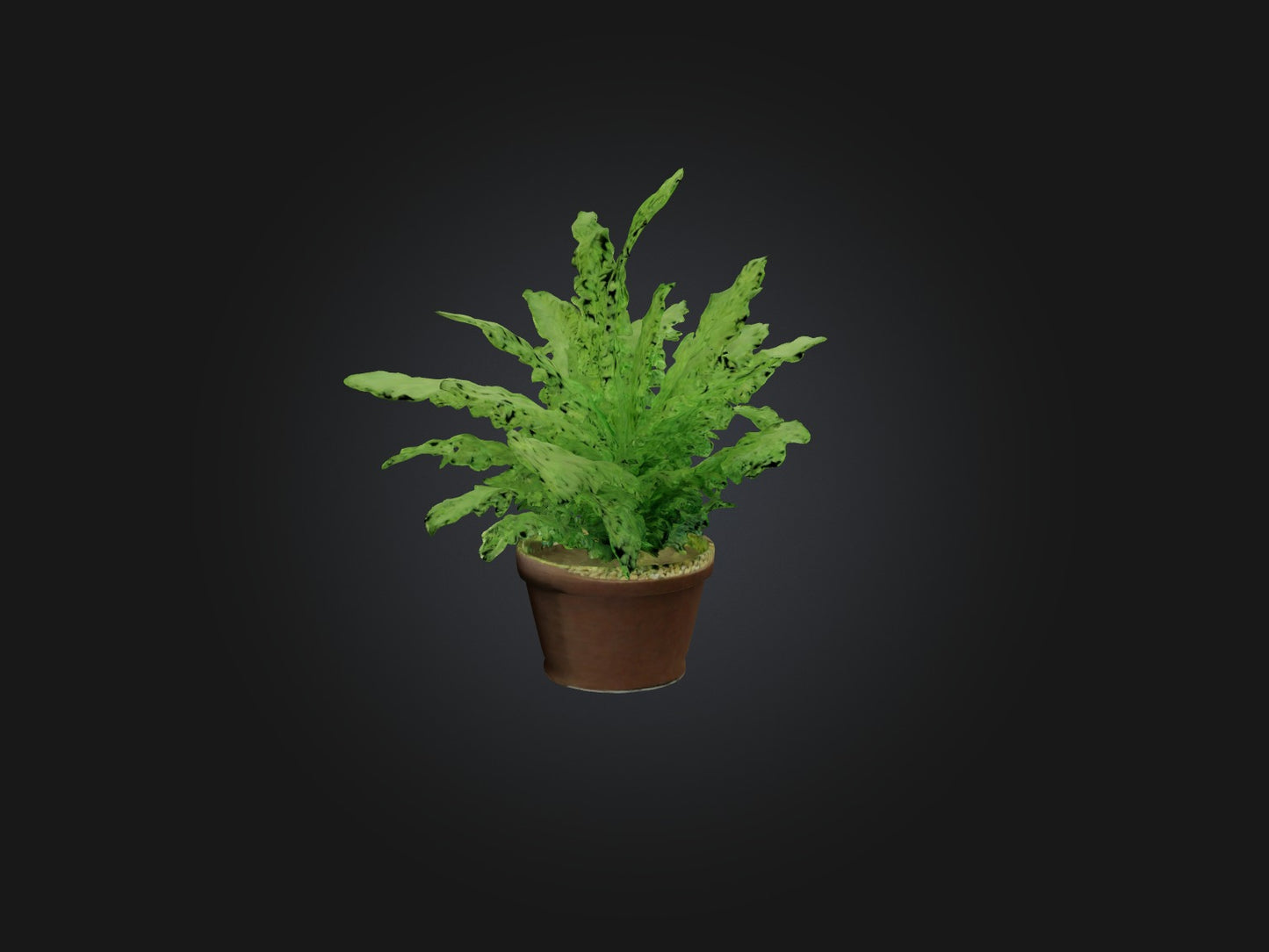 3D model Asparagus Fern Model VR / AR / low-poly