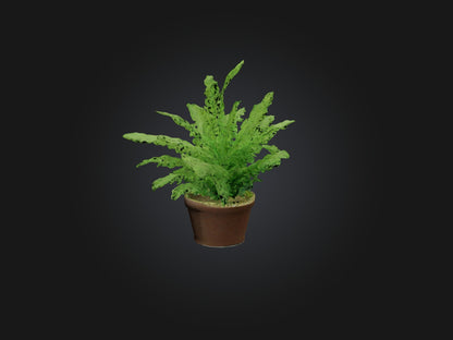 3D model Asparagus Fern Model VR / AR / low-poly
