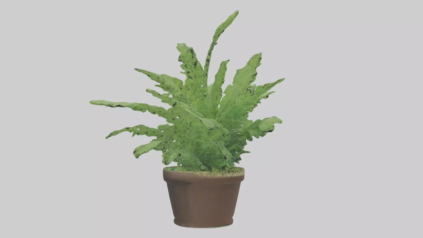 3D model Asparagus Fern Model VR / AR / low-poly