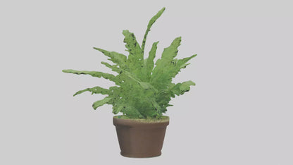 3D model Asparagus Fern Model VR / AR / low-poly