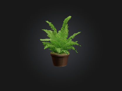 3D model Asparagus Fern Model VR / AR / low-poly