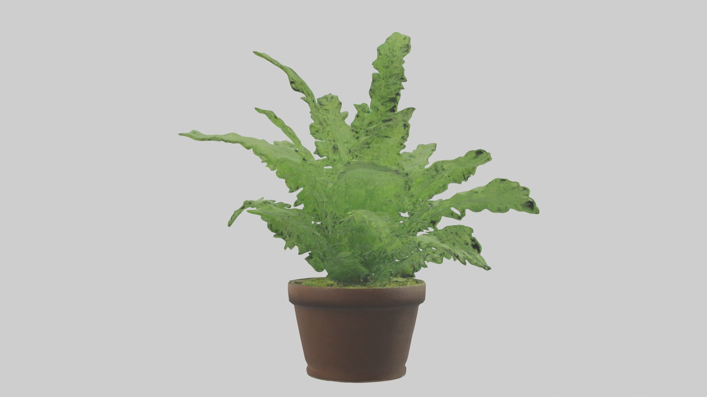 3D model Asparagus Fern Model VR / AR / low-poly