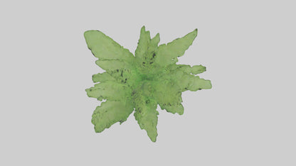 3D model Asparagus Fern Model VR / AR / low-poly