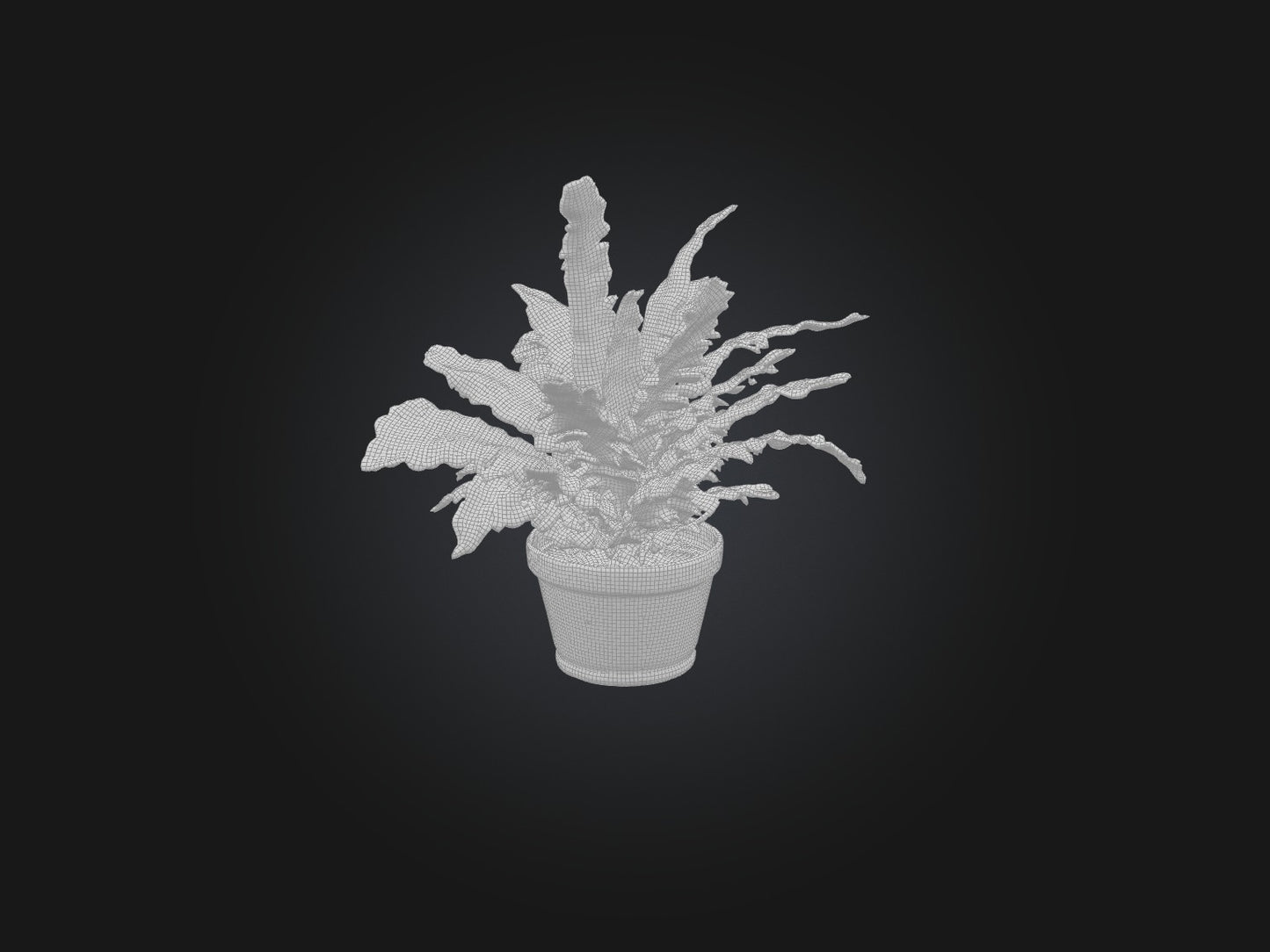 3D model Asparagus Fern Model VR / AR / low-poly