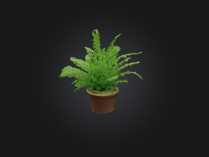 3D model Asparagus Fern Model VR / AR / low-poly