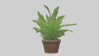 3D model Asparagus Fern Model VR / AR / low-poly