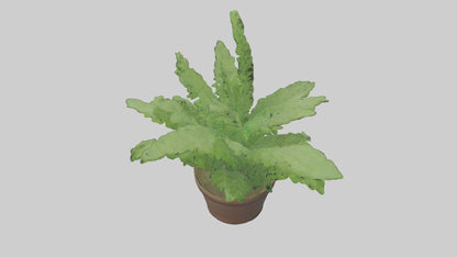 3D model Asparagus Fern Model VR / AR / low-poly