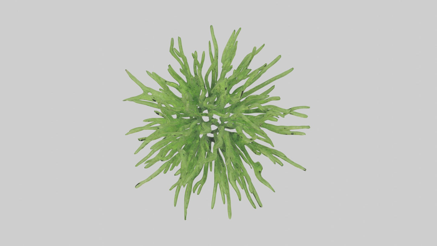 3D model Asparagusfern Model 1 VR / AR / low-poly
