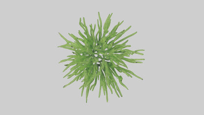 3D model Asparagusfern Model 1 VR / AR / low-poly